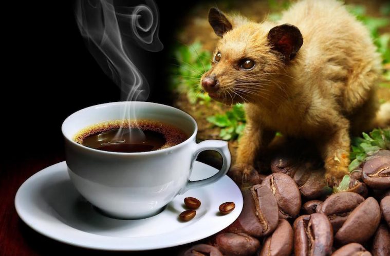 KOPI LUWAK, EL CAFÉ MÁS EXQUISITO DEL MUNDO