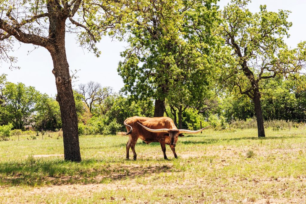 DESTINOS LIFESTYLE  | TEXAS HILL COUNTRY