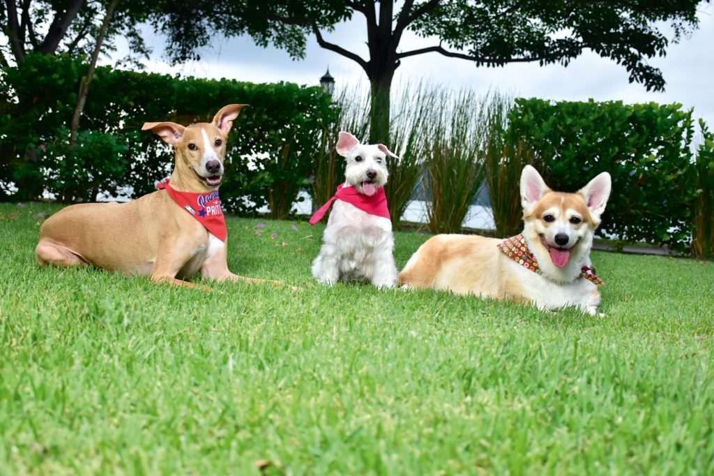 GENTE PET'S LIFE  | “Nos reciben con la mayor alegría”