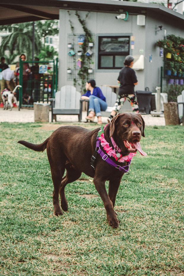 PET'S LIFE  | “Puedes sentir el amor en sus miradas”